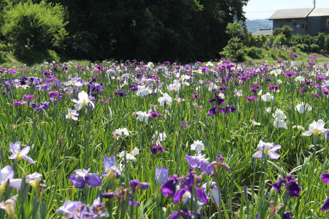 せせらぎの郷花菖蒲園/水辺の広場